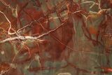 Polished Petrified Wood (Araucarioxylon) - Arizona #284337-1